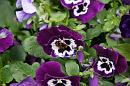 img_1649 * 1200 x 800 * (120KB)