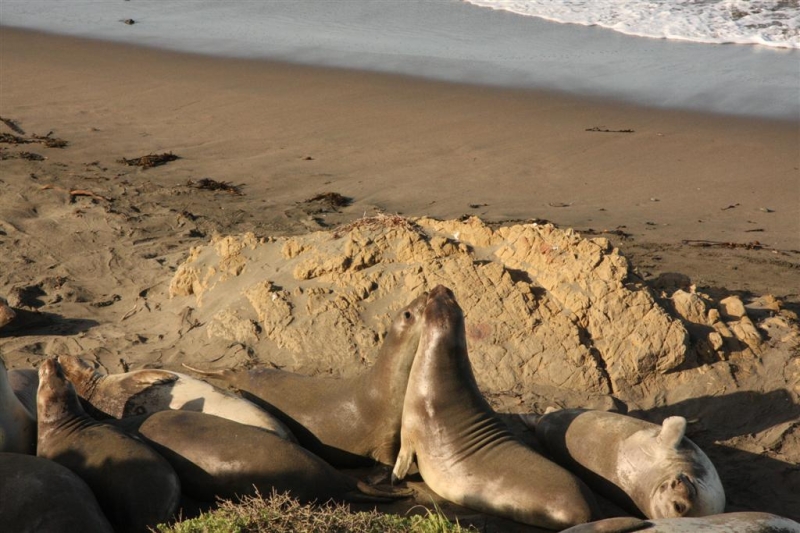 big_sur_100.jpg